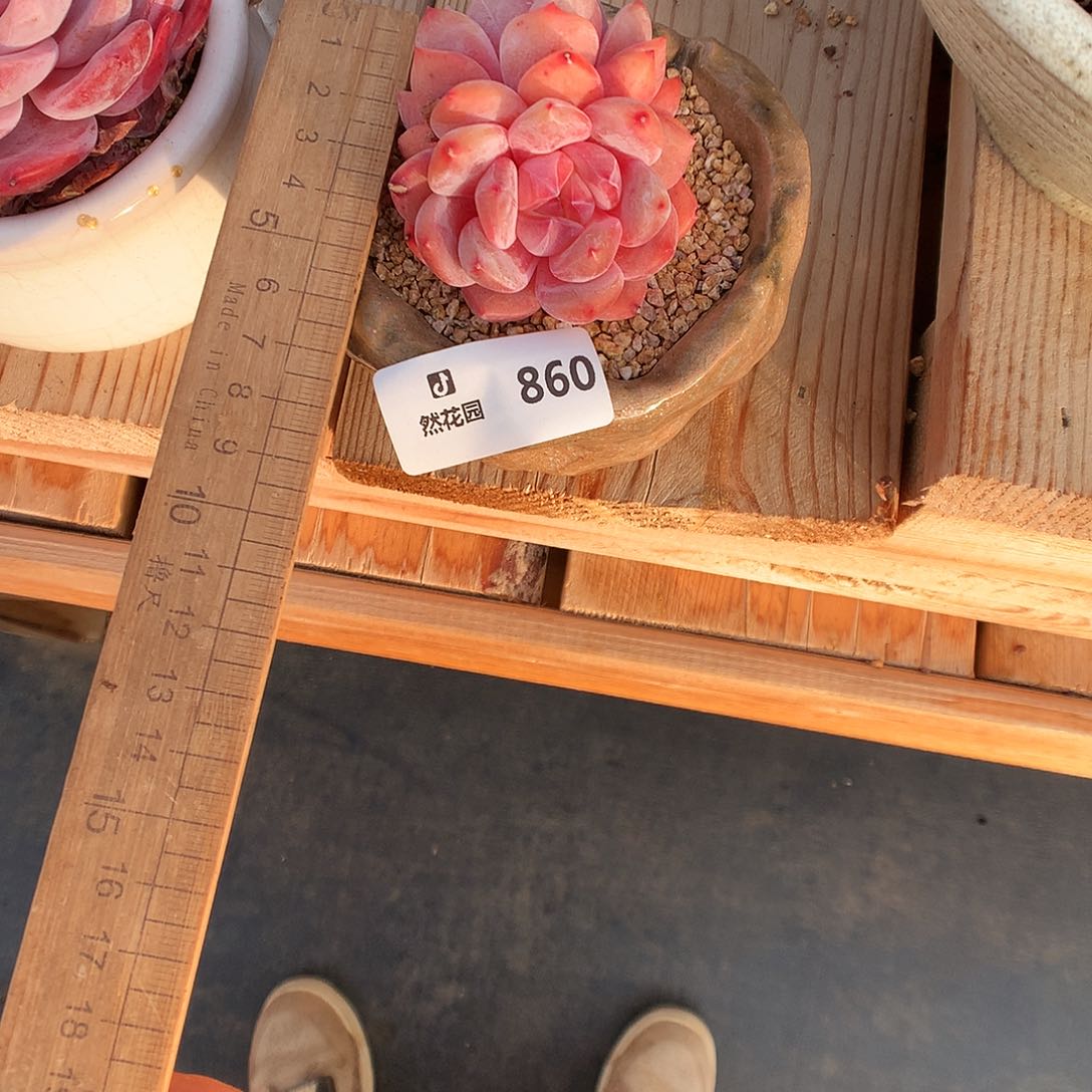 860雪天使多肉植物6666