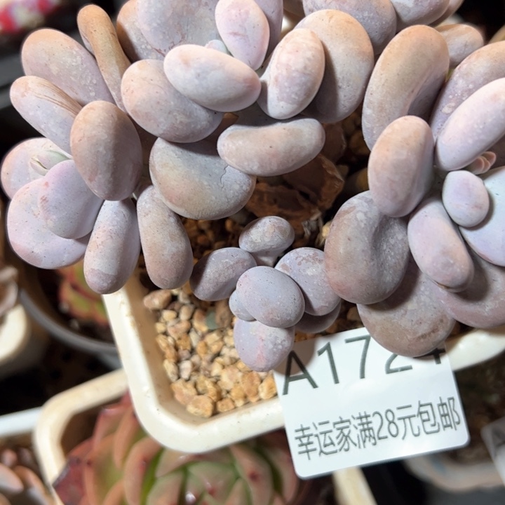 幸运的是我的朋友们都