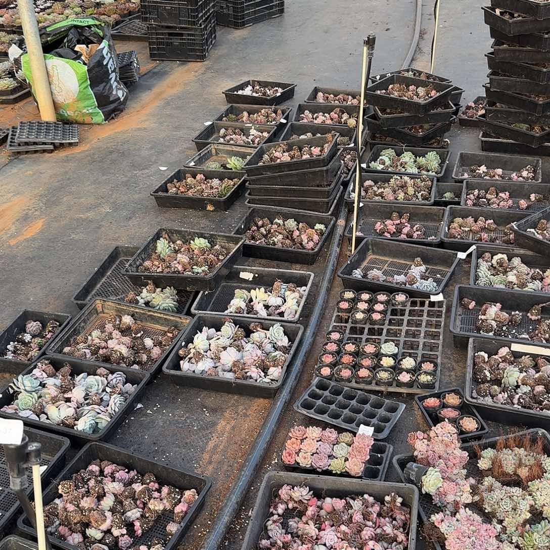 2-37退款穴盘混合