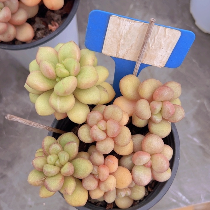 健健康康平平安安