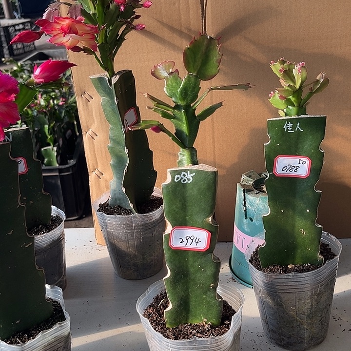 痴***凉当前无花栽培后可以开花085