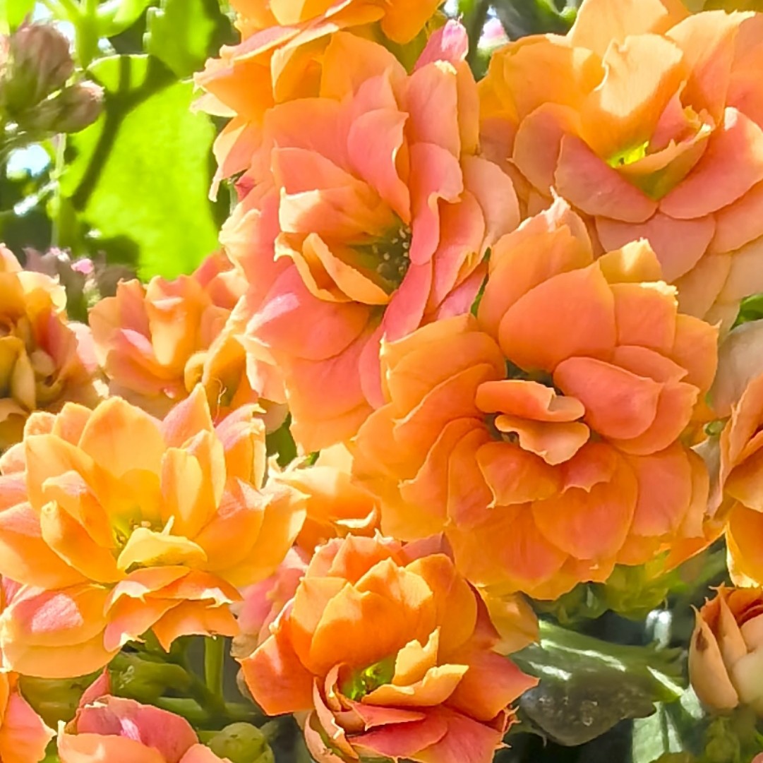 130大盆【橘子汽水】~稀有重瓣大花苞长寿