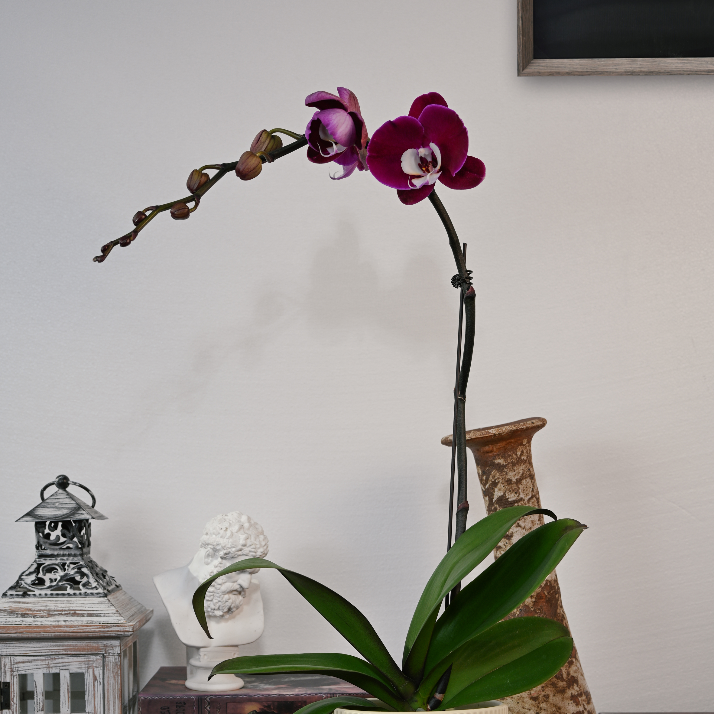 TOP FLOWER/上花 米歇尔 深紫白心长舌【新品】