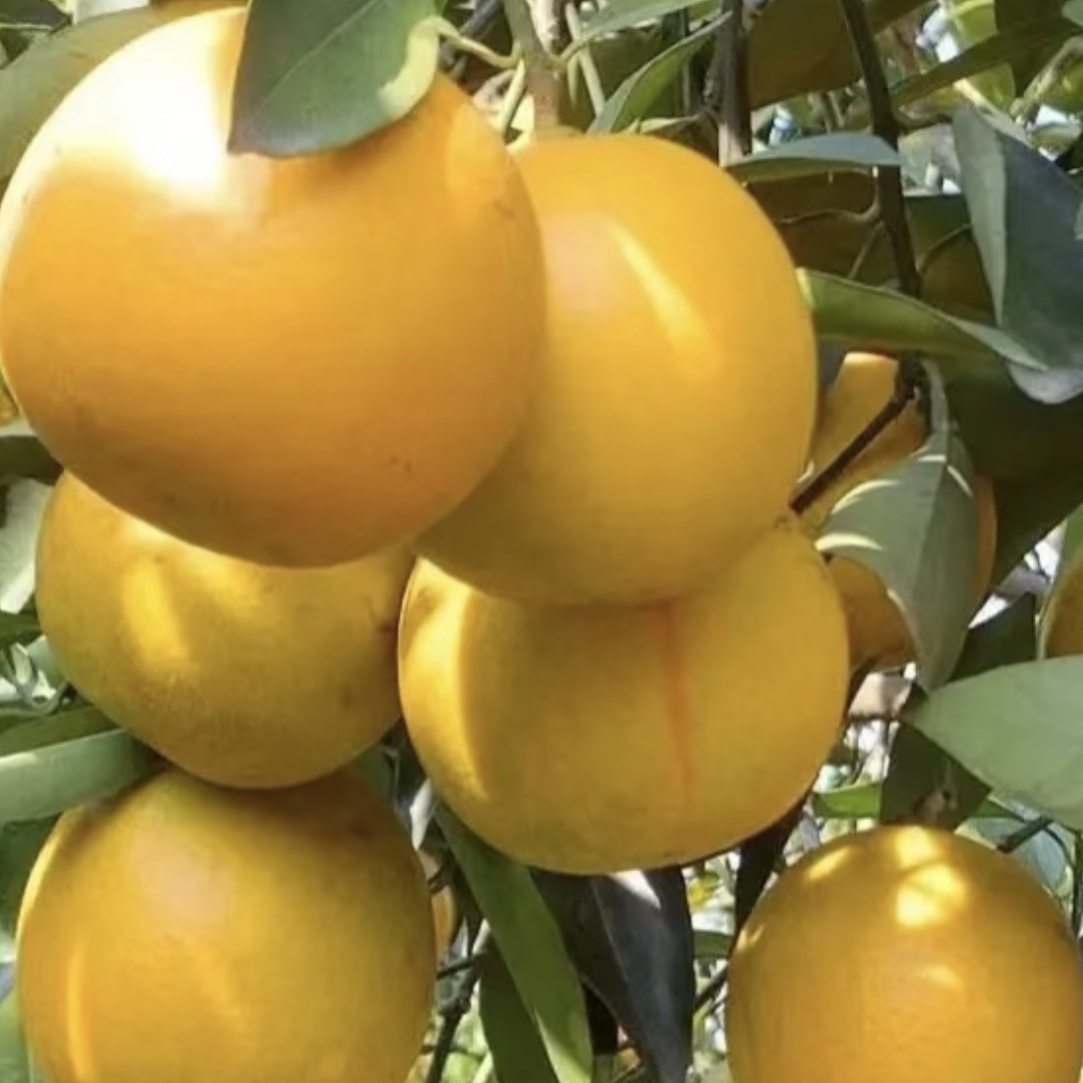 正宗廉江红橙现摘皮薄湛江特产10斤箱装果园直发农场水果大果