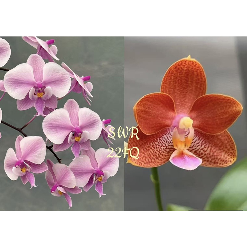 1.7寸 SWR 22FQ西交雅风香水交狗-苗【叶瑕少根】珍奇蝴蝶兰