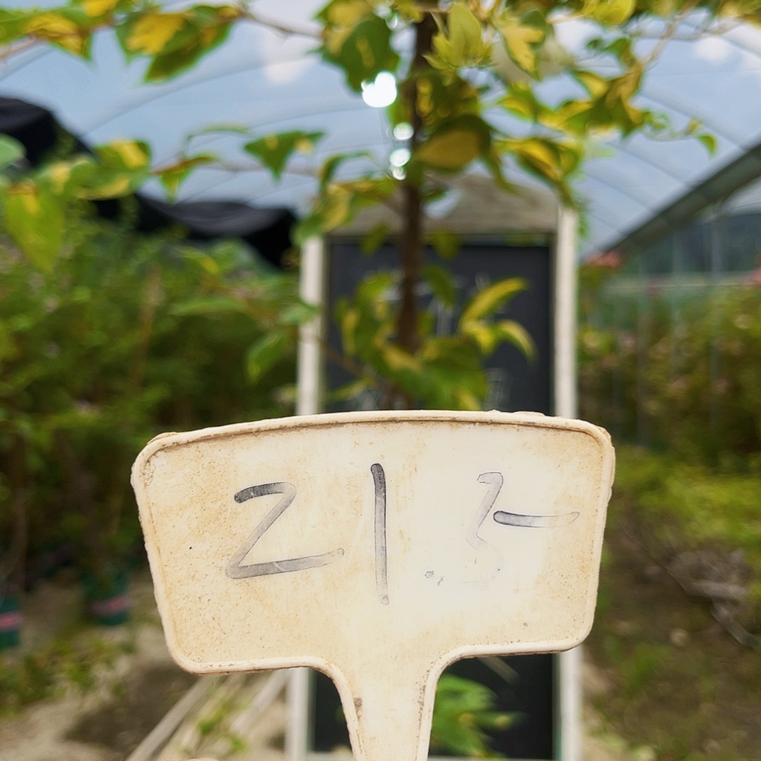 完全开放三角梅215