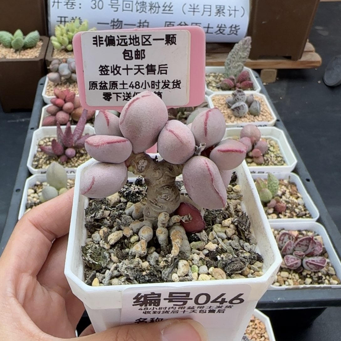 046白肌红蛋多肉