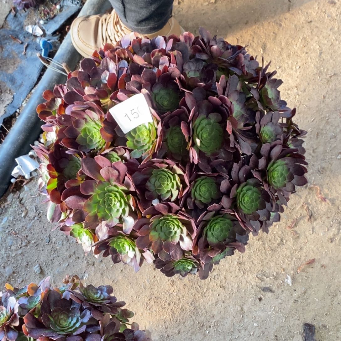 万圣节1507号多肉万圣节