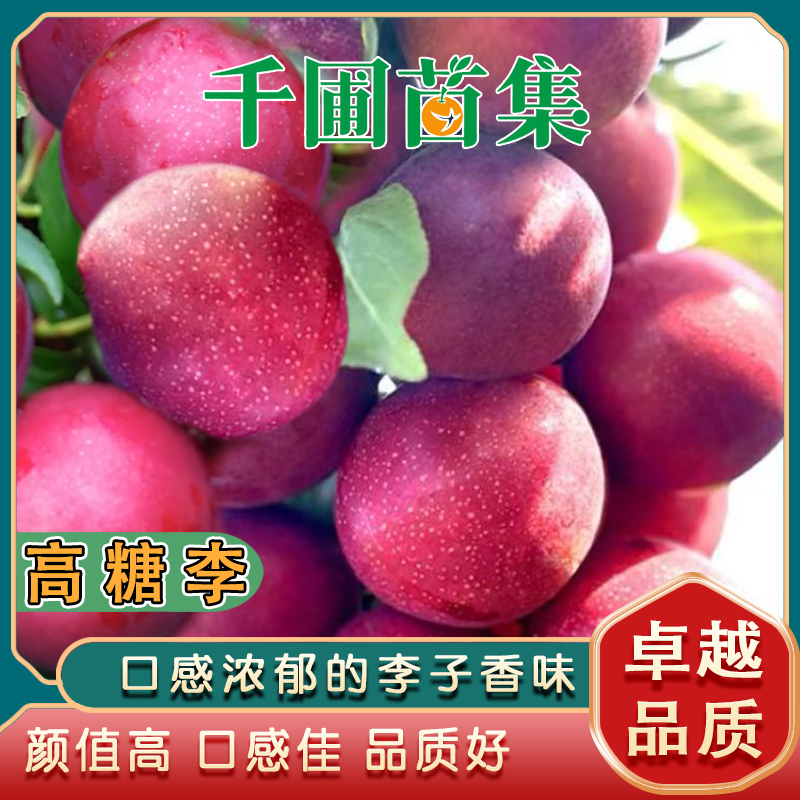 新品种高糖李果苗李子界的当家花旦果型美含糖量高口感好丰产性强