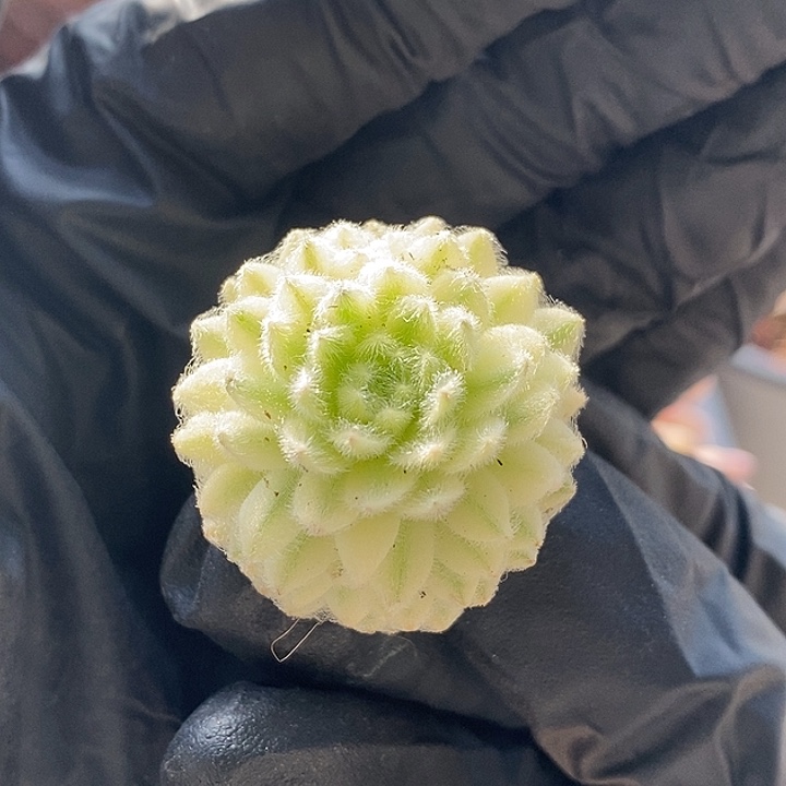 优雅锦腹轮多肉植物