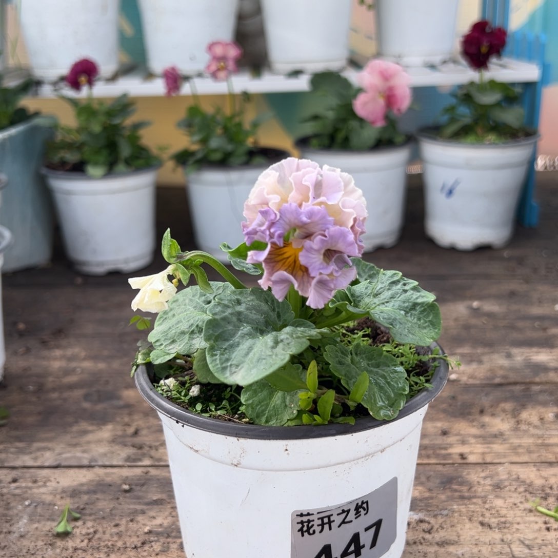 【闪购商品】完全开放447号