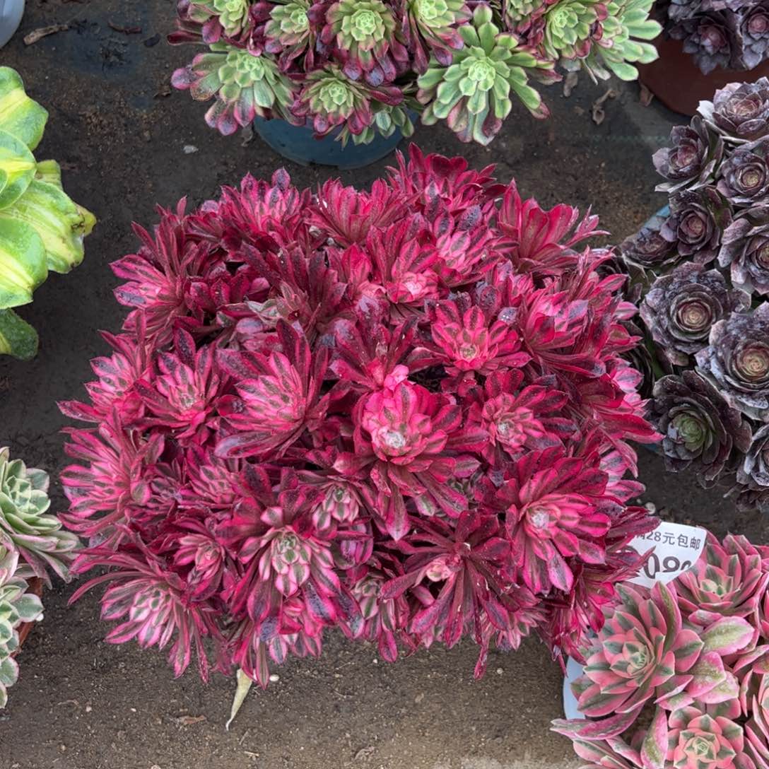 102多肉植物黑天鹅