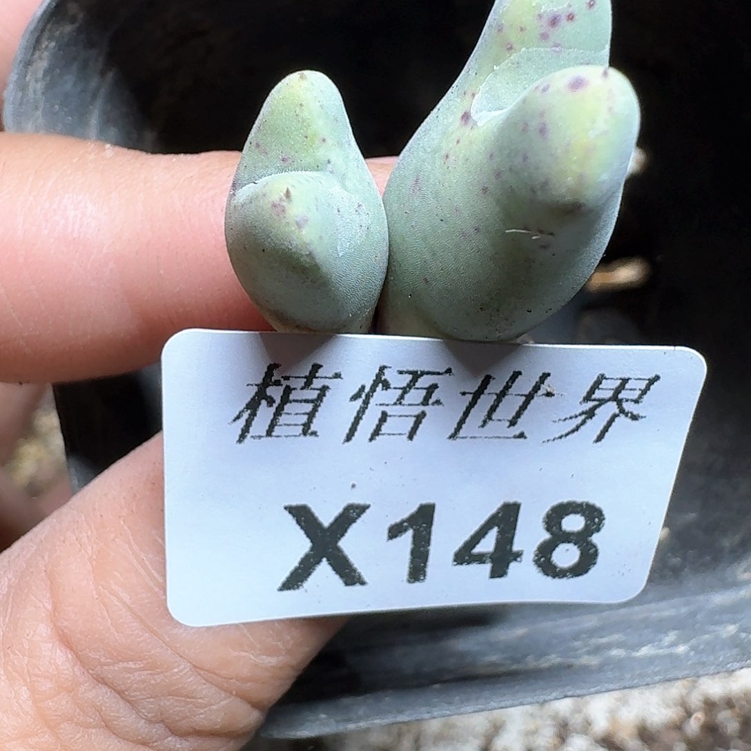 148号多肉植物哇fv