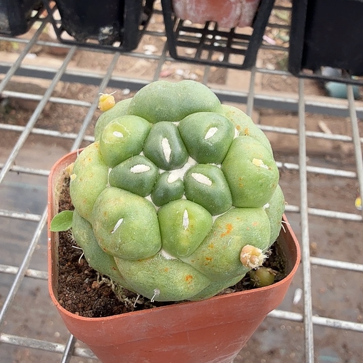 无刺象牙单头仙人球