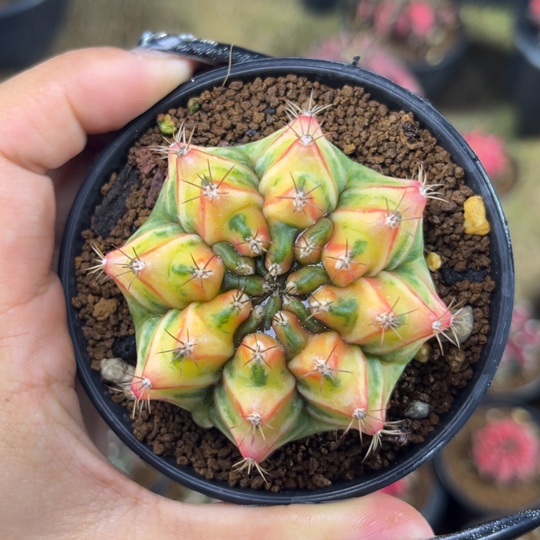 泰系米哈锦 带盆土发货