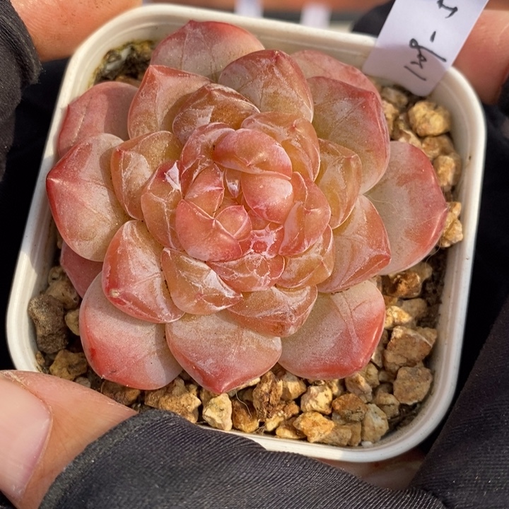 1209-536'粉魄多肉