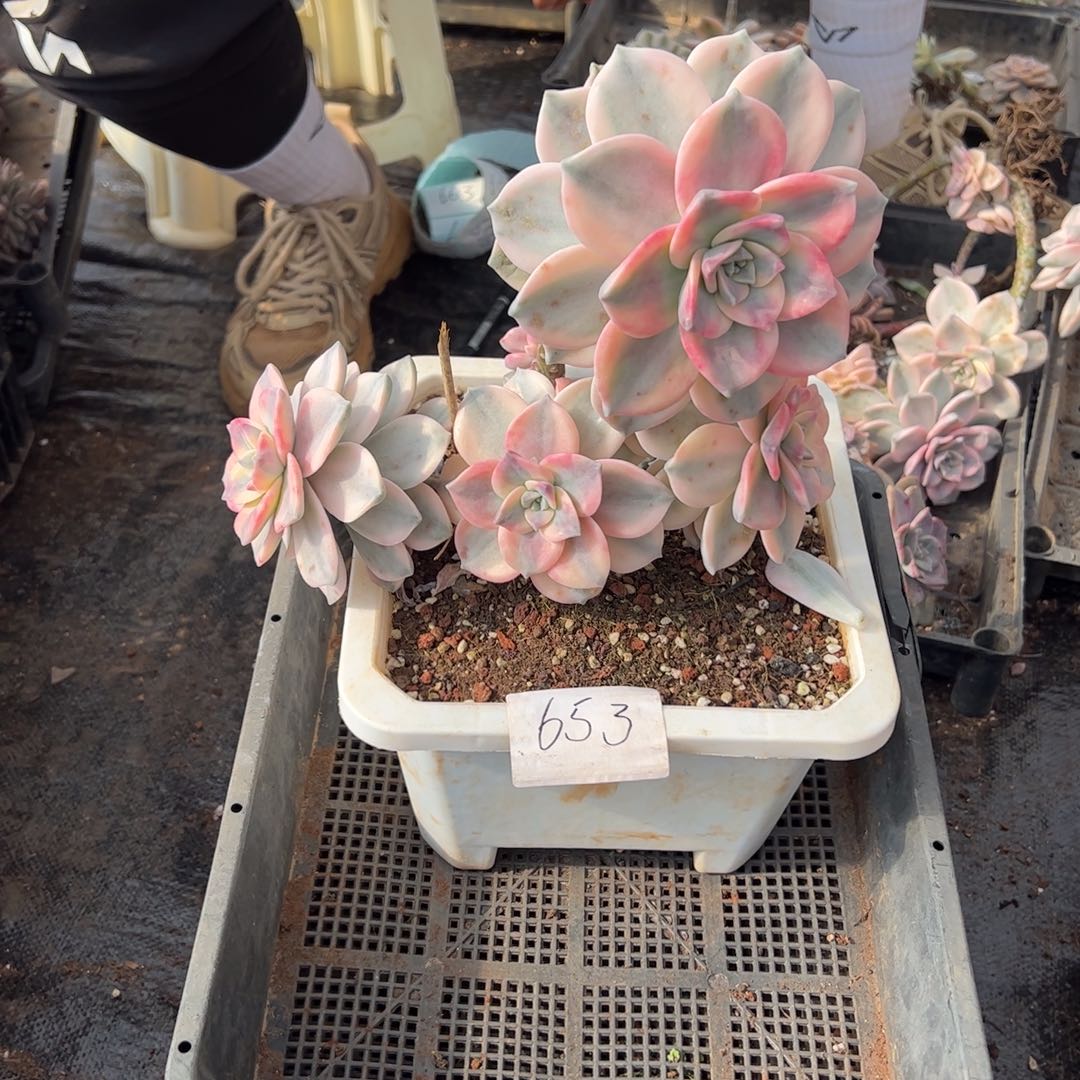 653紫乐锦老桩单头