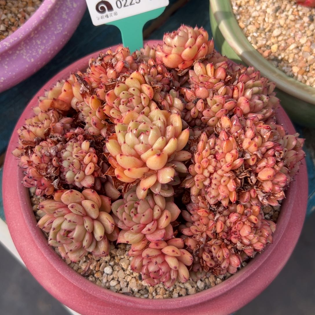 多肉一物一拍0225-58