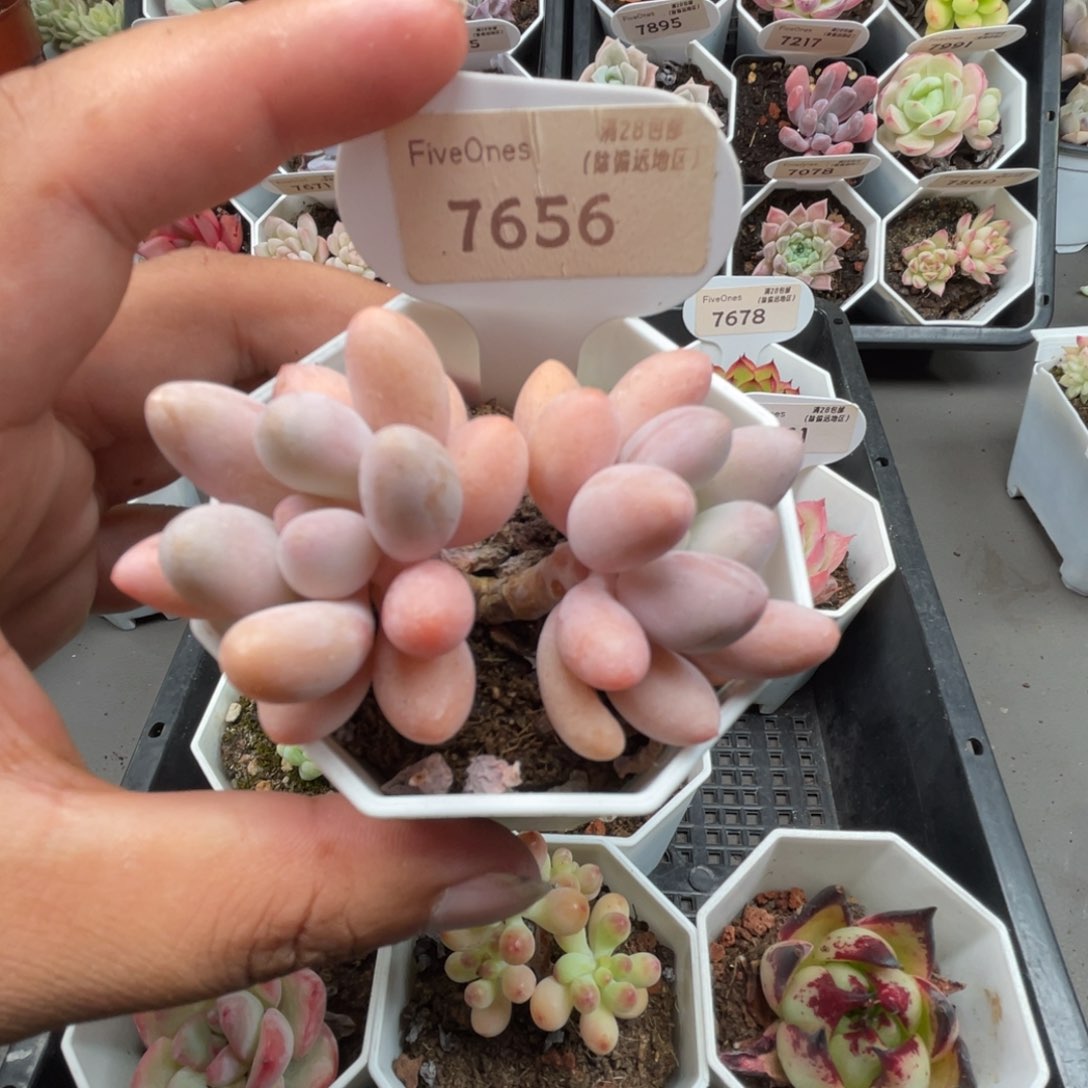 7656粉色恋人4.5厘米