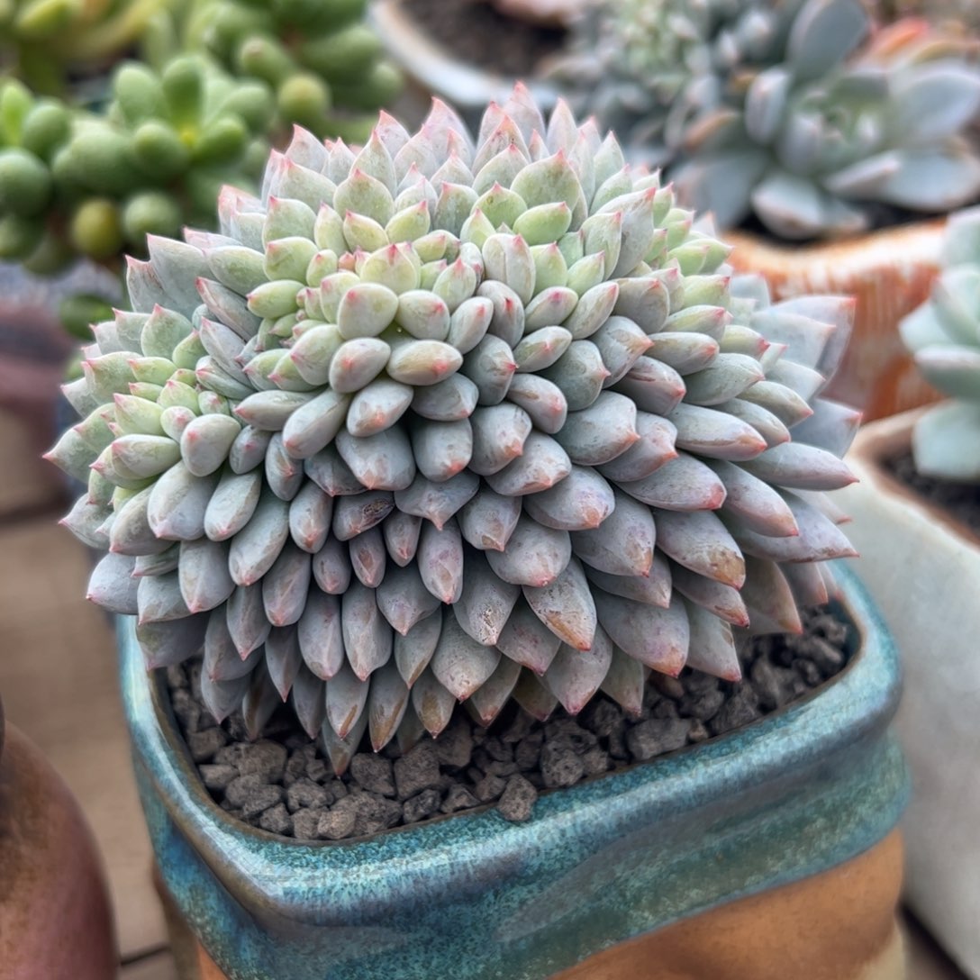 橙子缀化多肉植物
