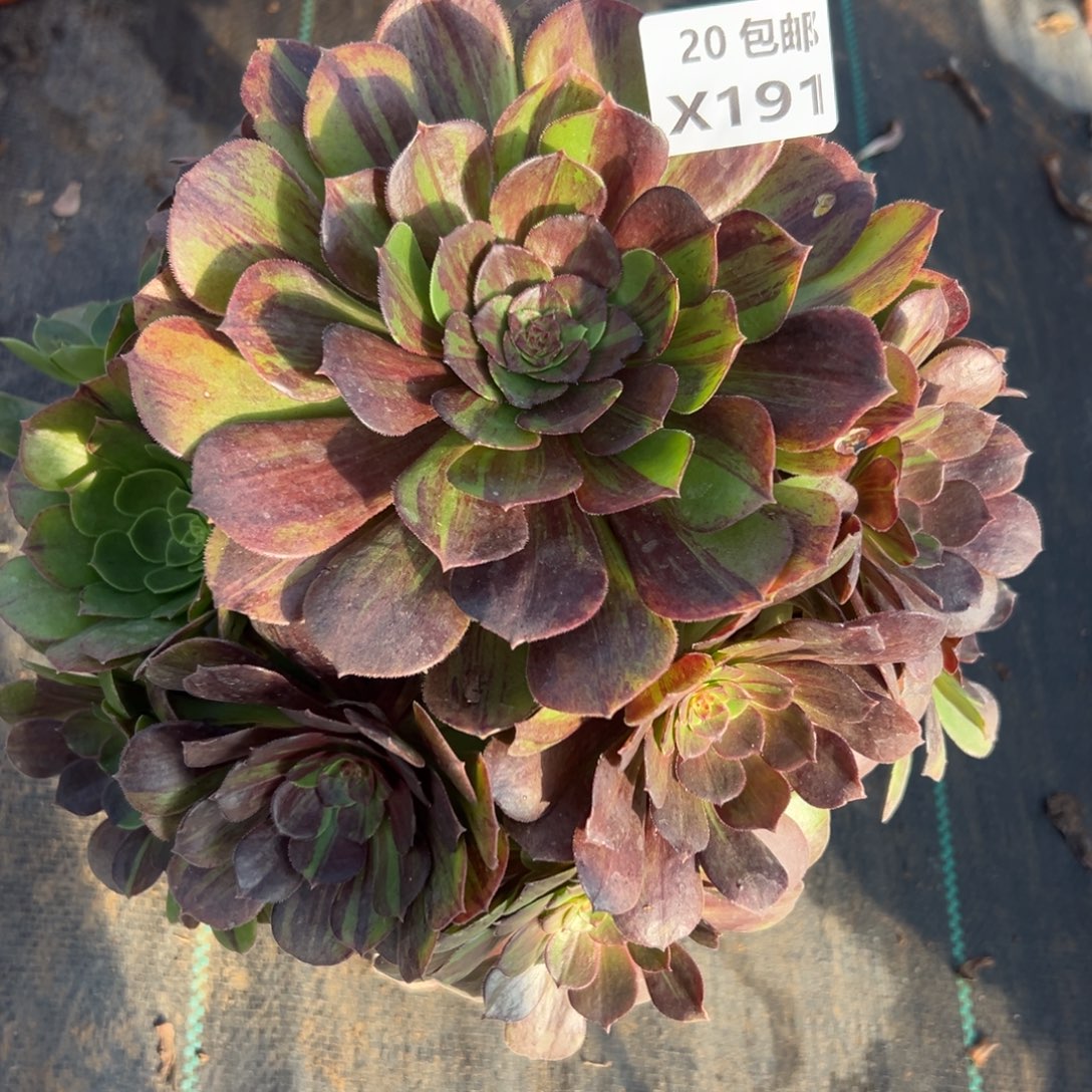 191花月夜，满20包邮嘟叮熊