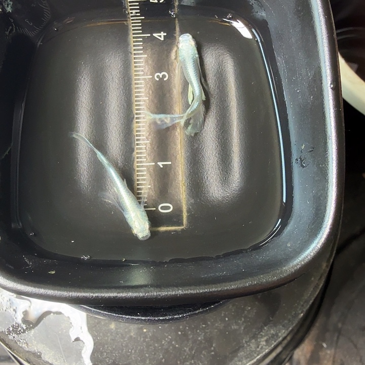 青鳉鱼6号拍品长鳍天使