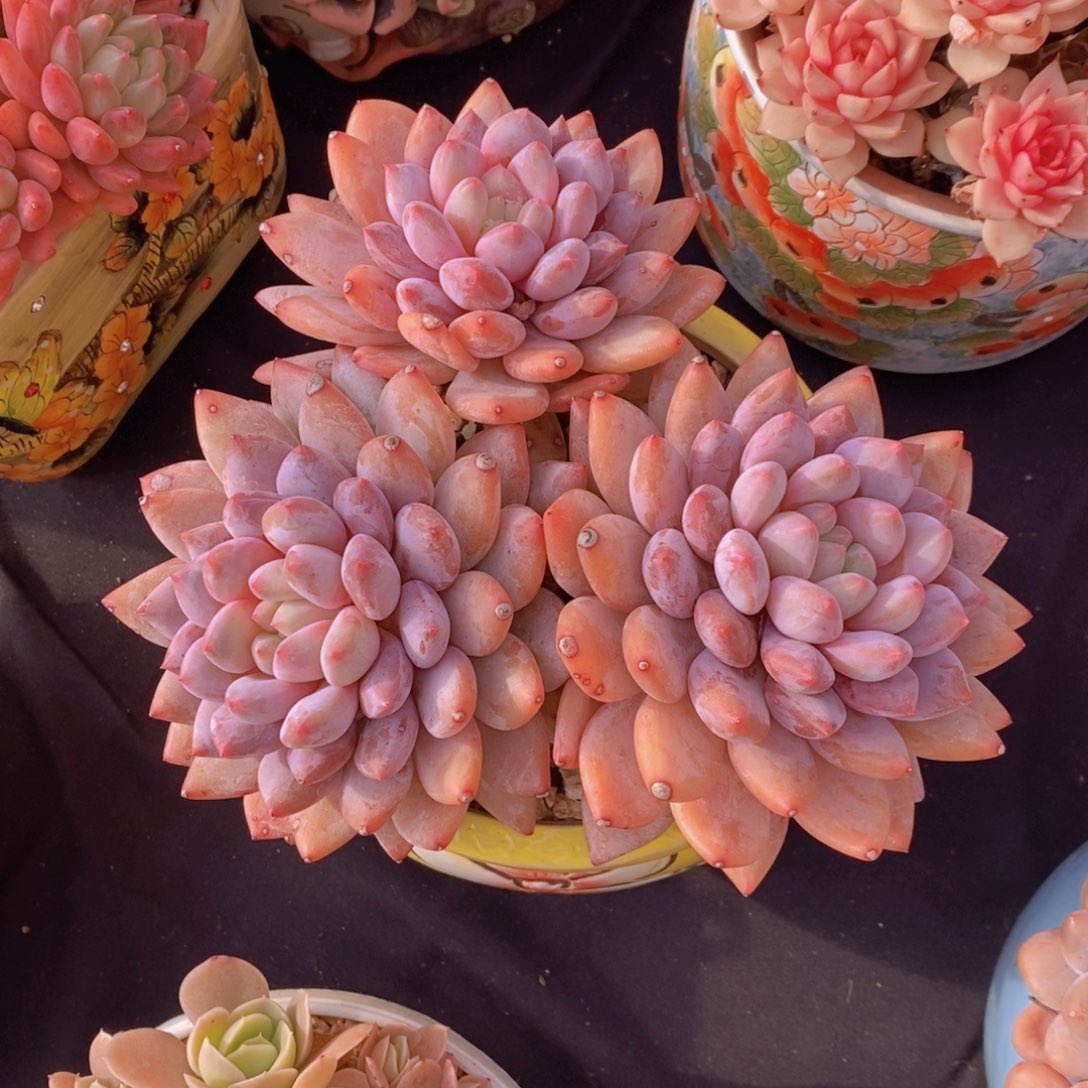 o***）半夏美人 一物一拍 