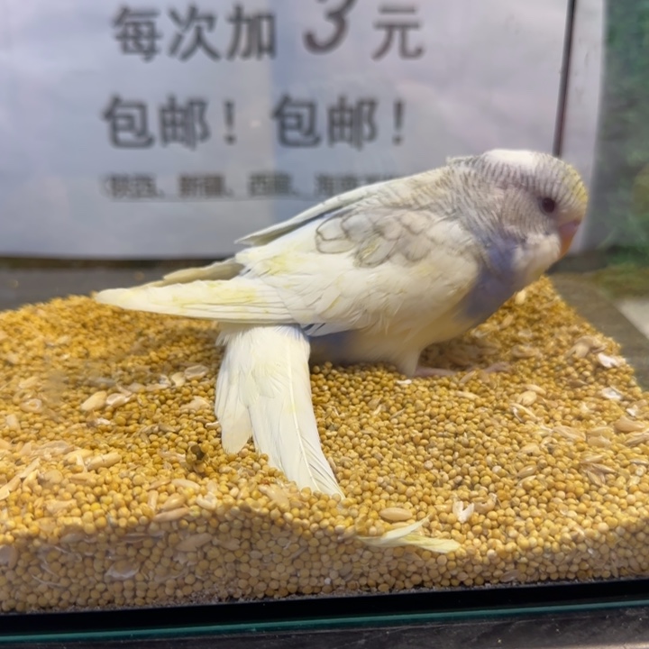 虎皮鹦鹉大头虎皮鹦鹉