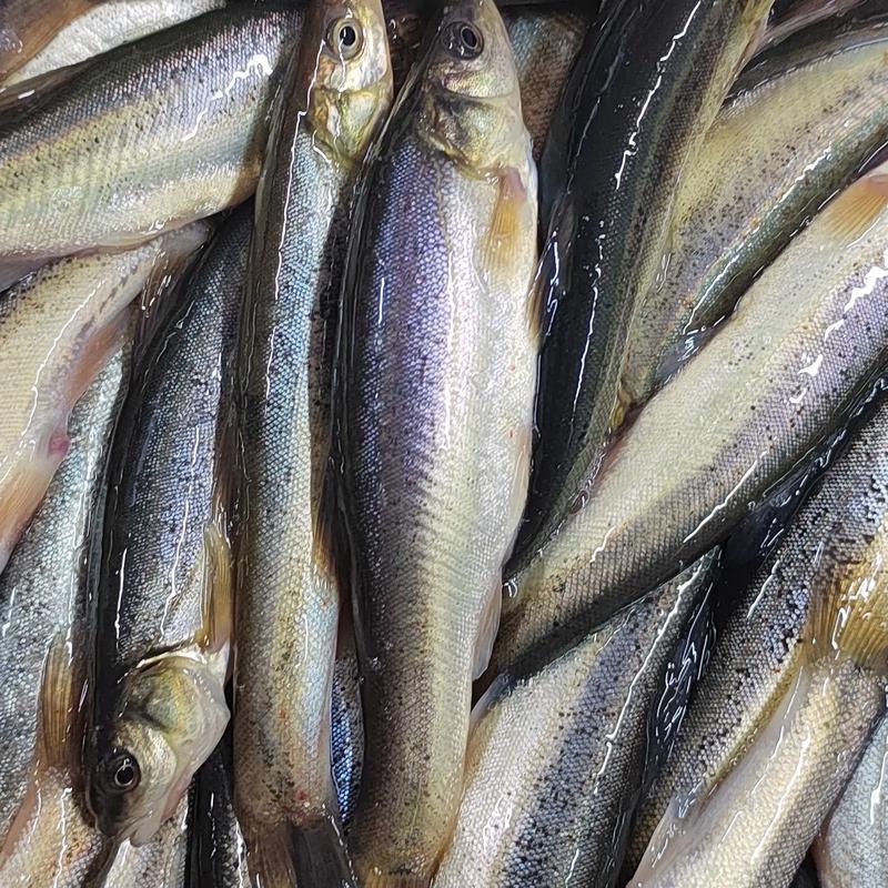 东北冷水大柳根鱼3斤（8-10条/斤）鲜活发货保鲜不保活 顺丰发货