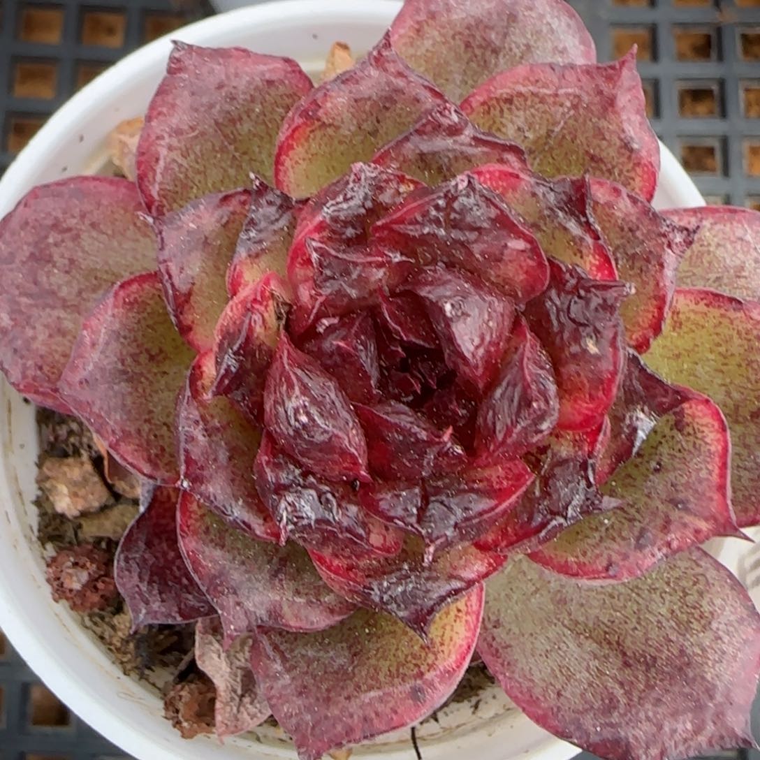 花语逸境0212-293