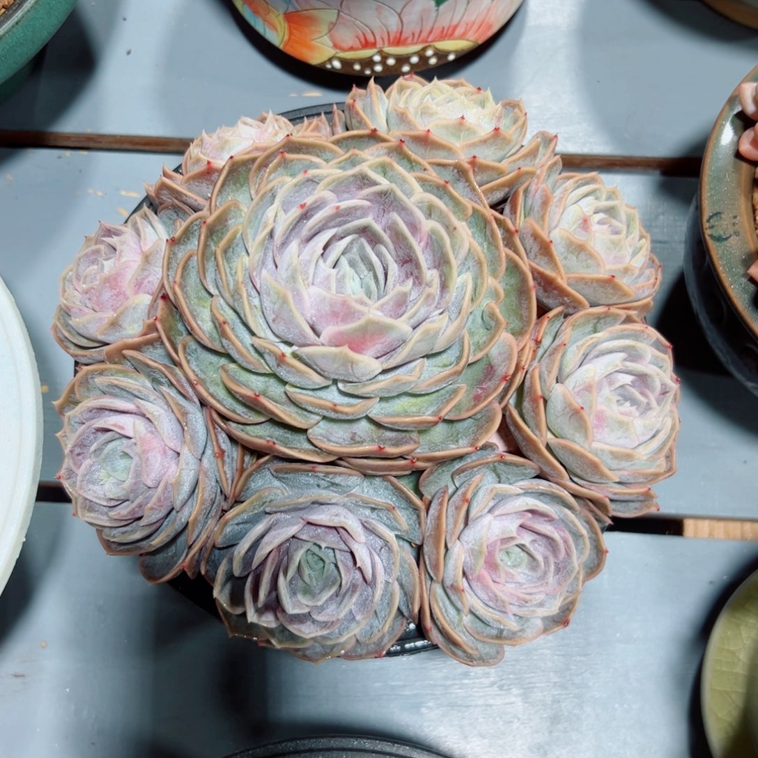 蓝色惊喜多肉植物