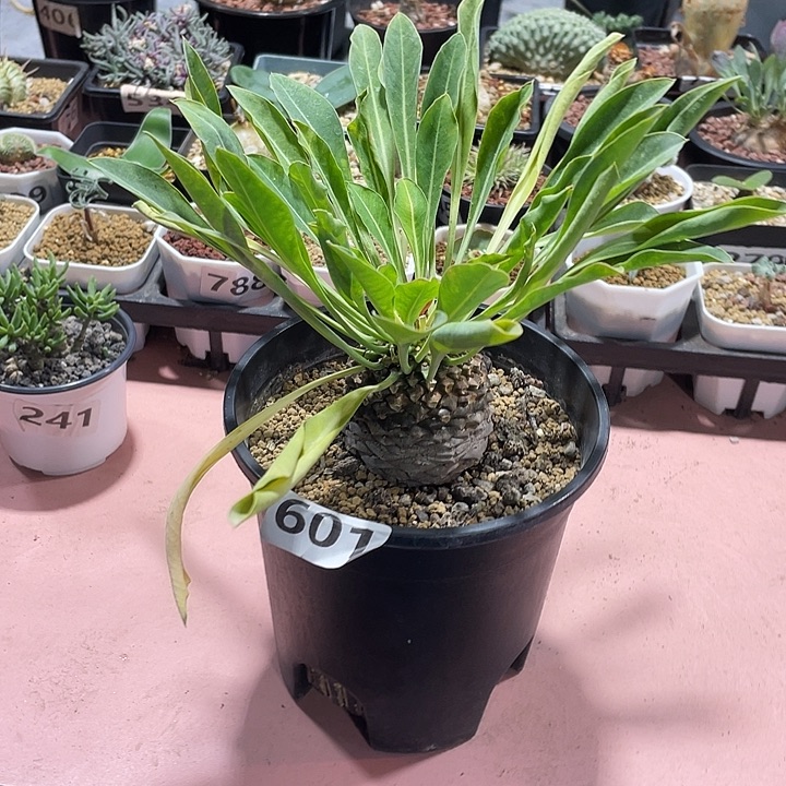 601大铁甲丸菠萝球