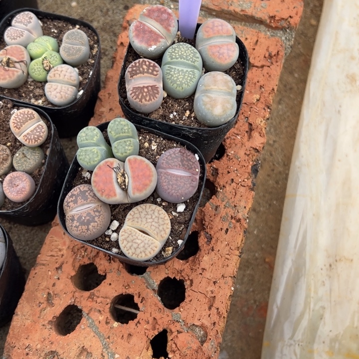 ****奇生日礼物是我最803