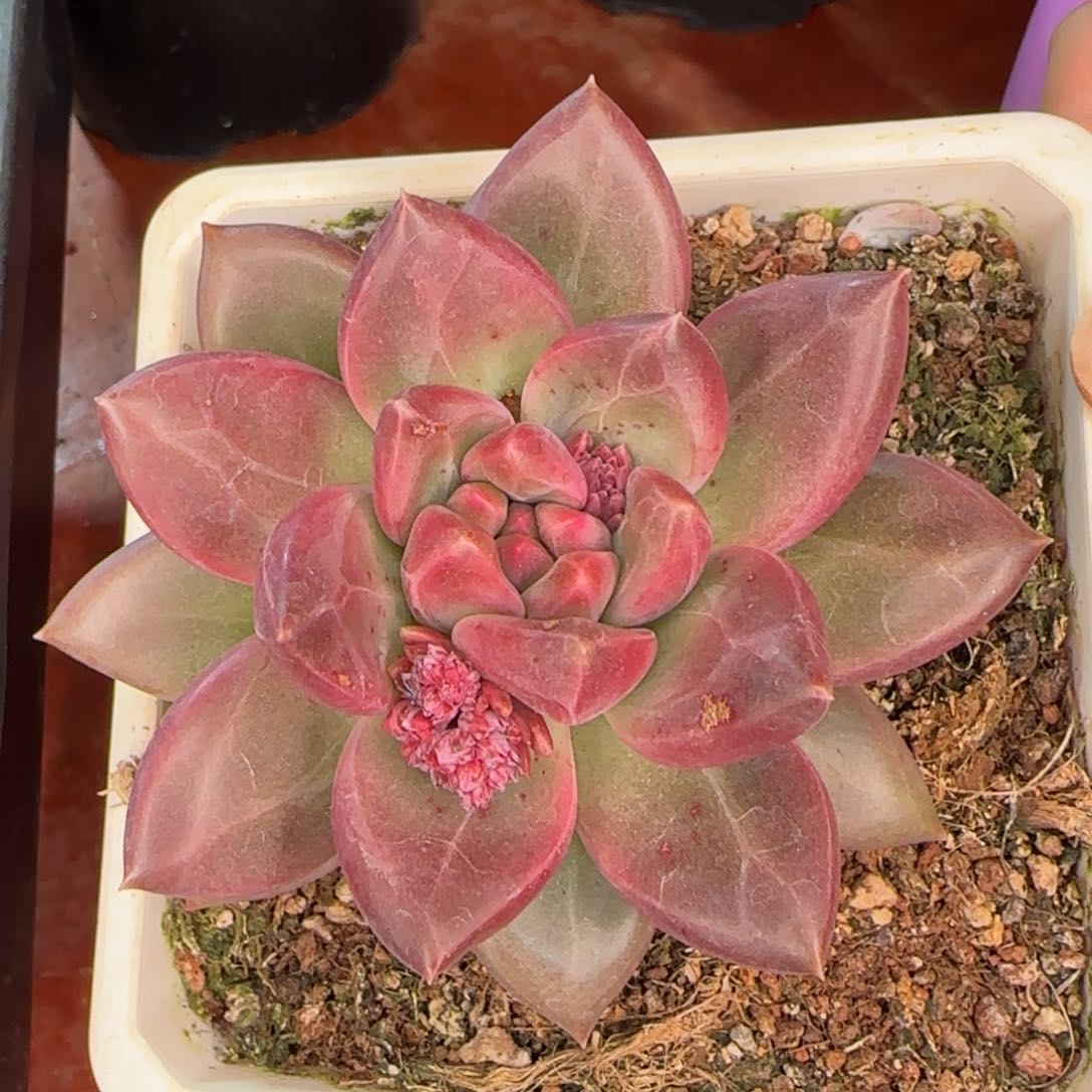 从前慢花园精选迷雾泡泡