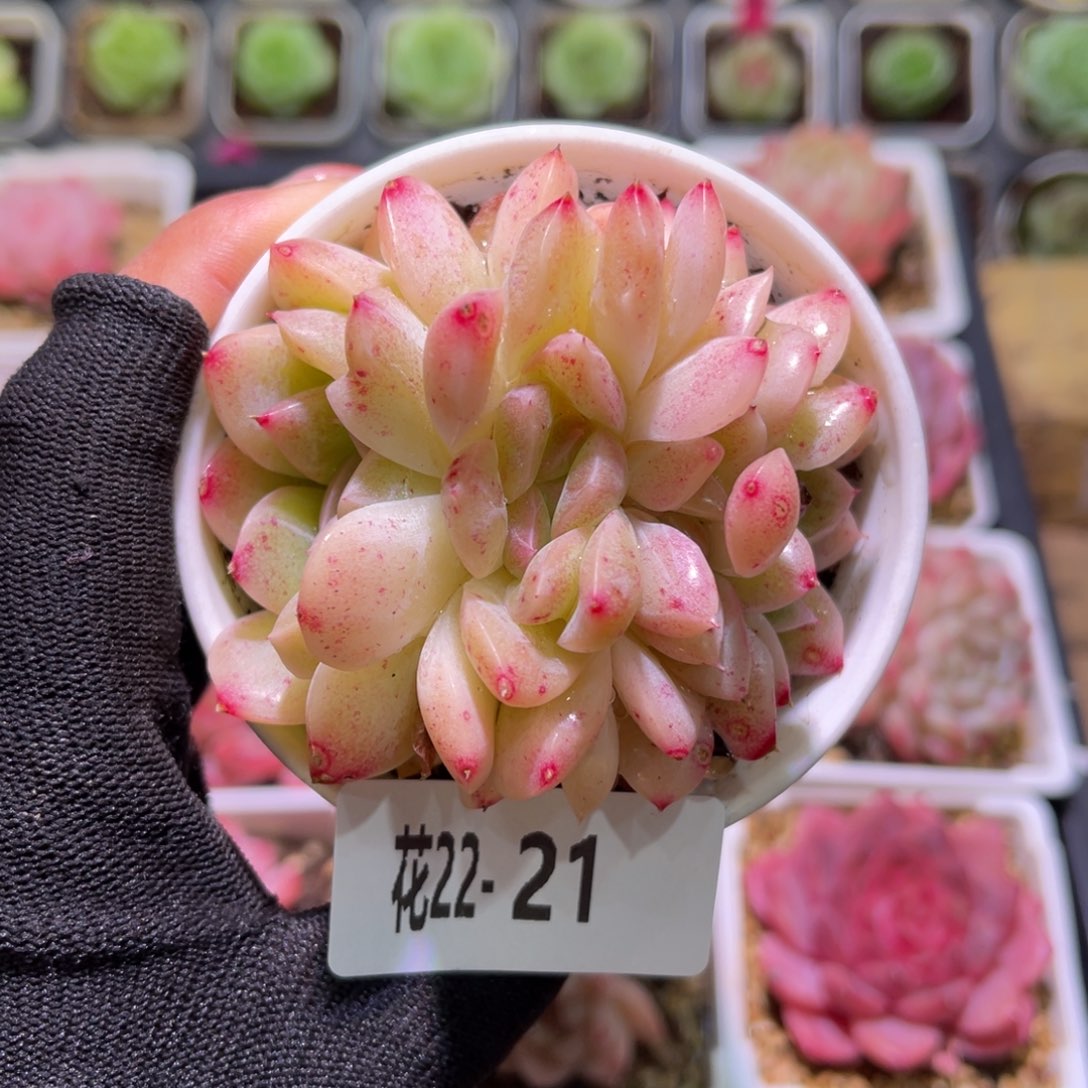 花22-21新品缀化