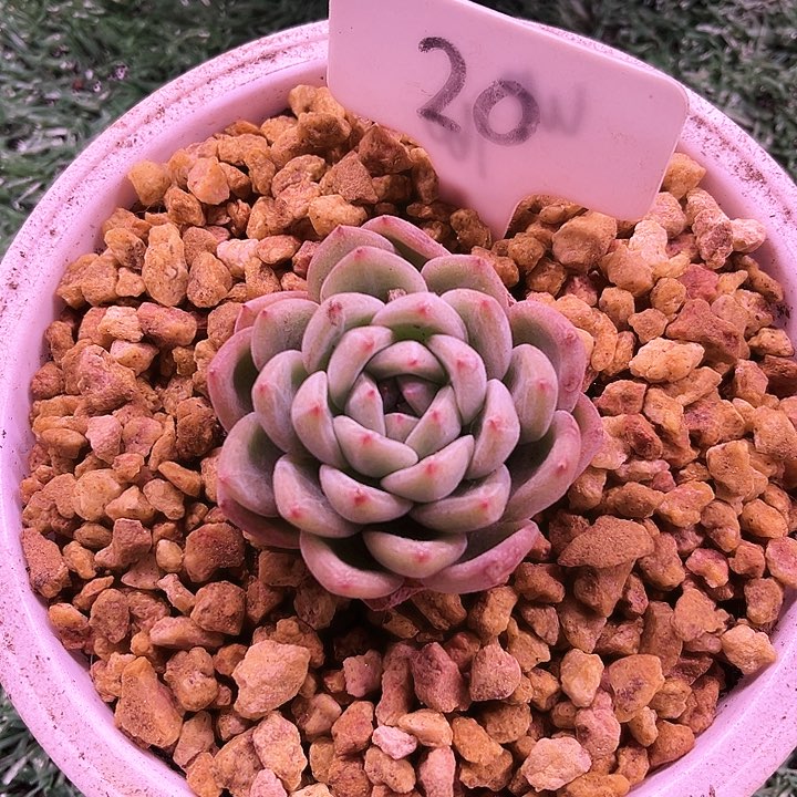 我是你的小可爱啊我的小可爱啊