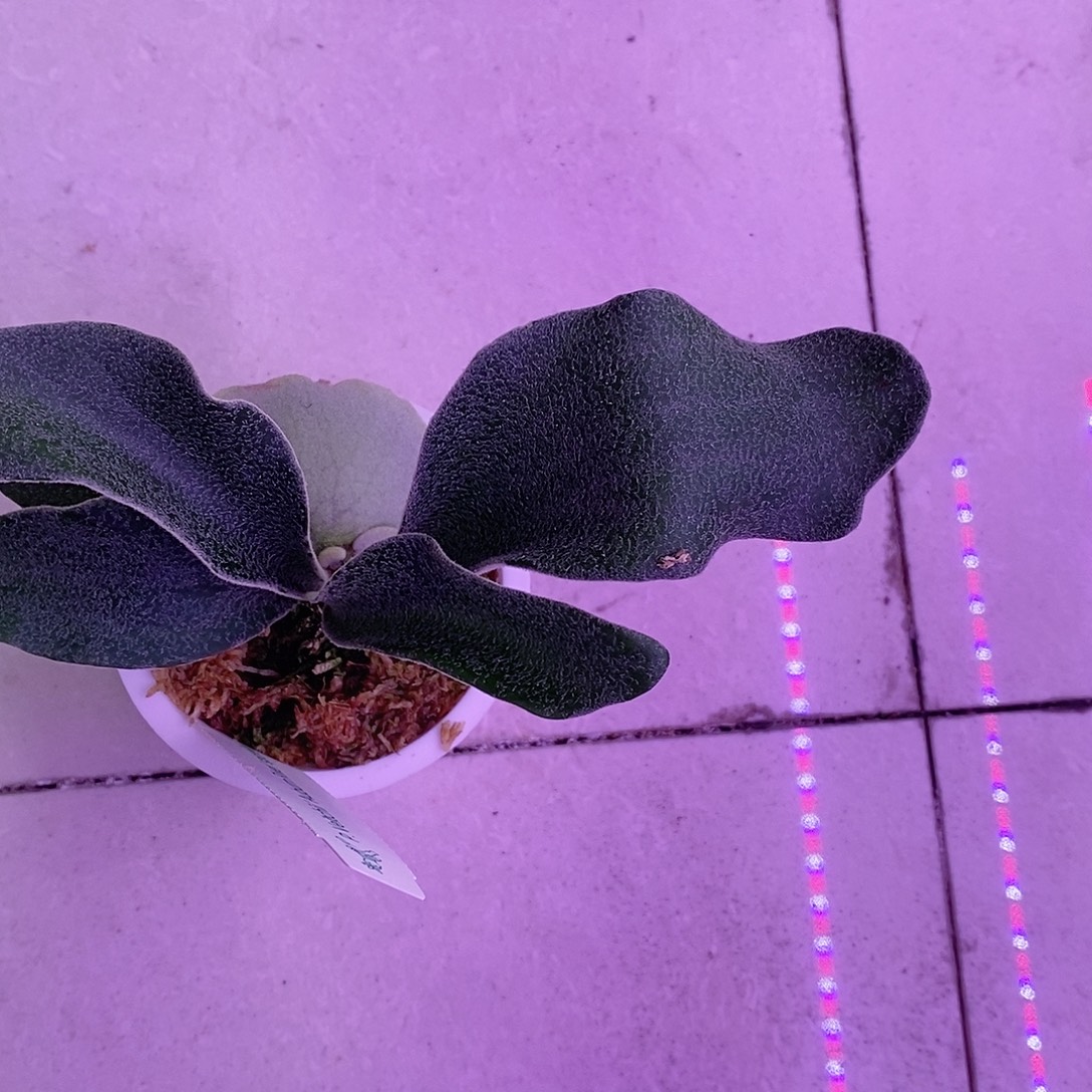 无花朵鹿王鹿角蕨随单