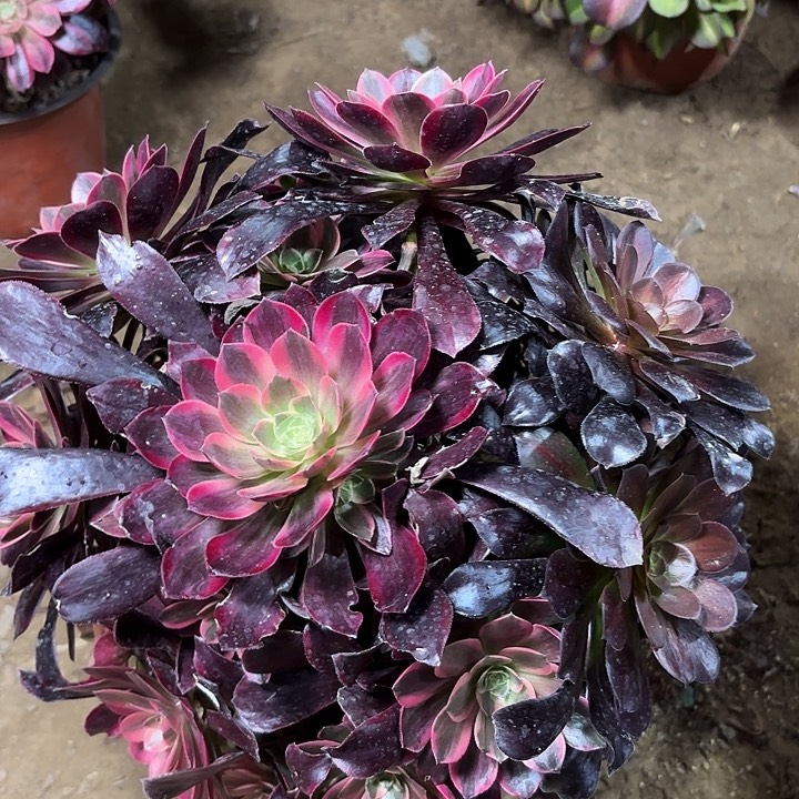 多肉植物金丝雀36