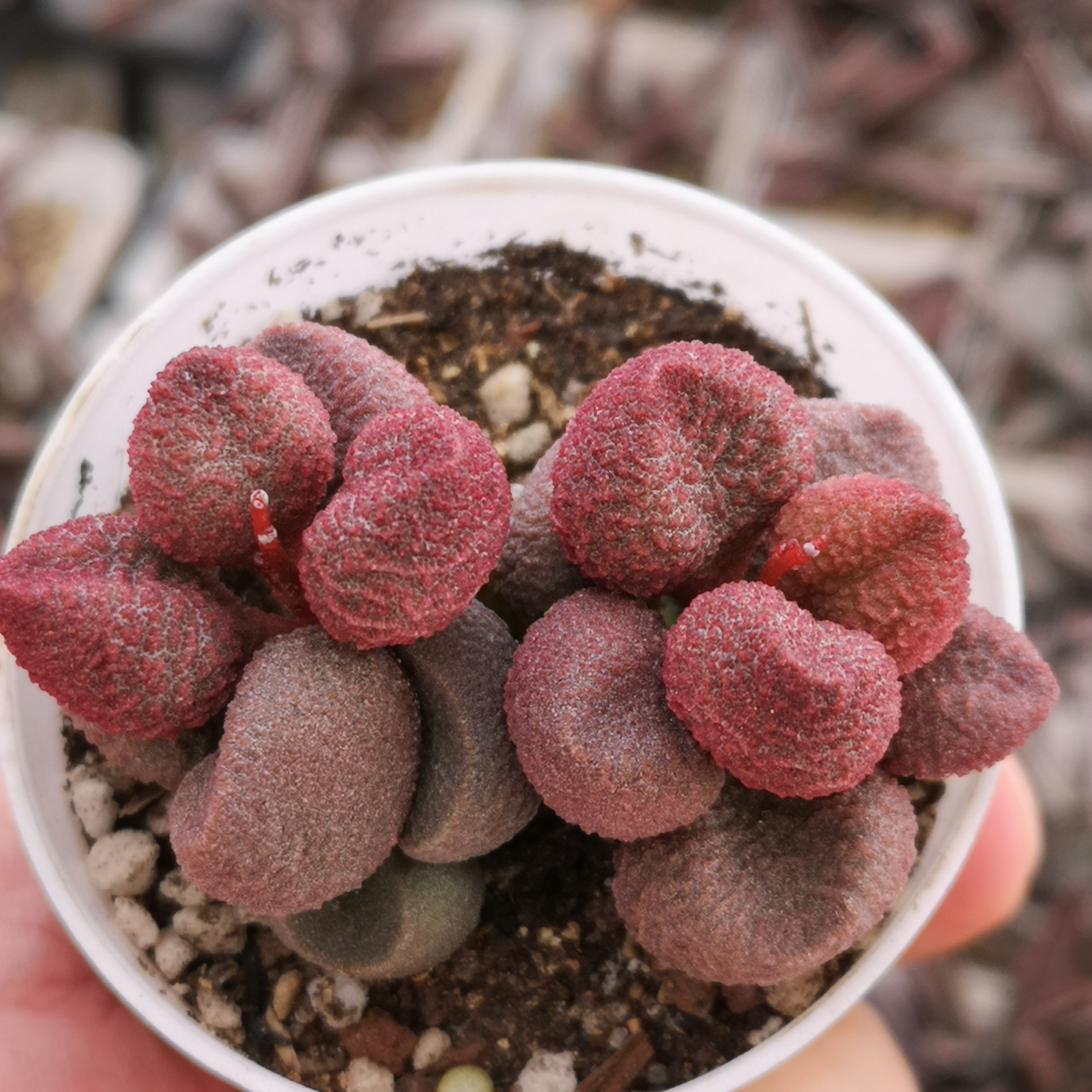 水蜜桃双头桩子水泡多肉植物一物一拍