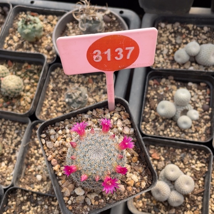 星***y实生希望丸313700000