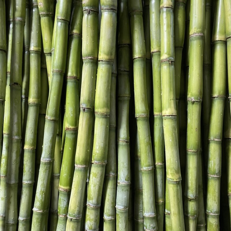 江北沙田甘蔗（1根）