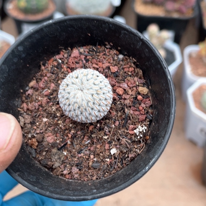 101实生白斜子仙人球