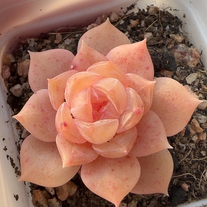 28王者系列多肉植物一颗