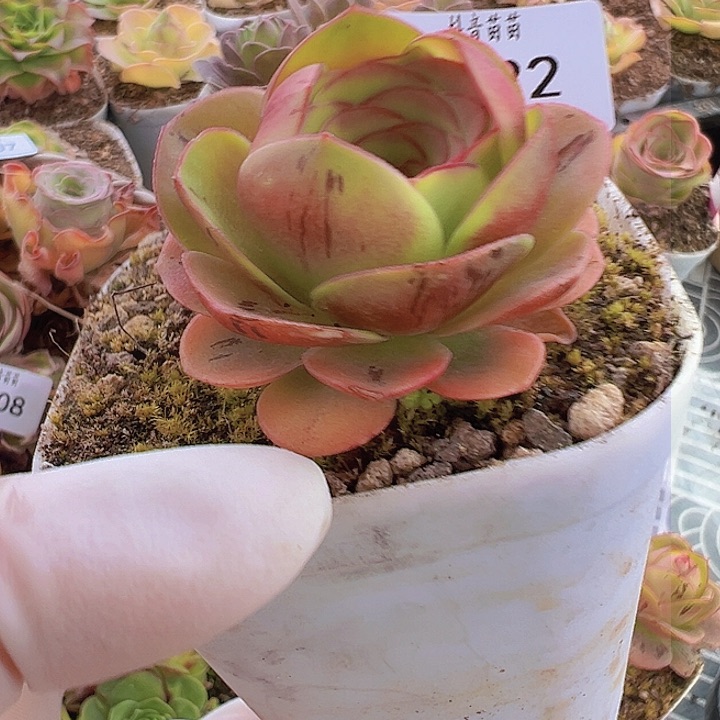 多肉植物山地玫瑰022