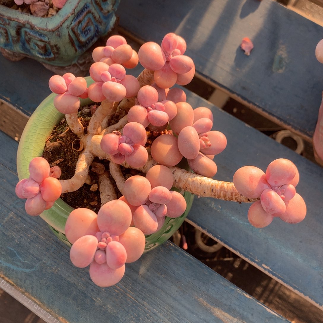 圆叶桃蛋老桩一物一拍