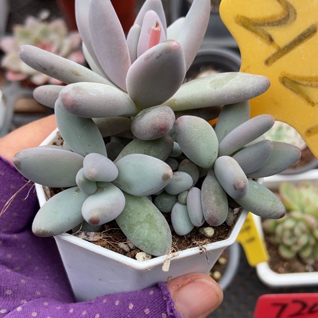 2124白兰地多肉植物