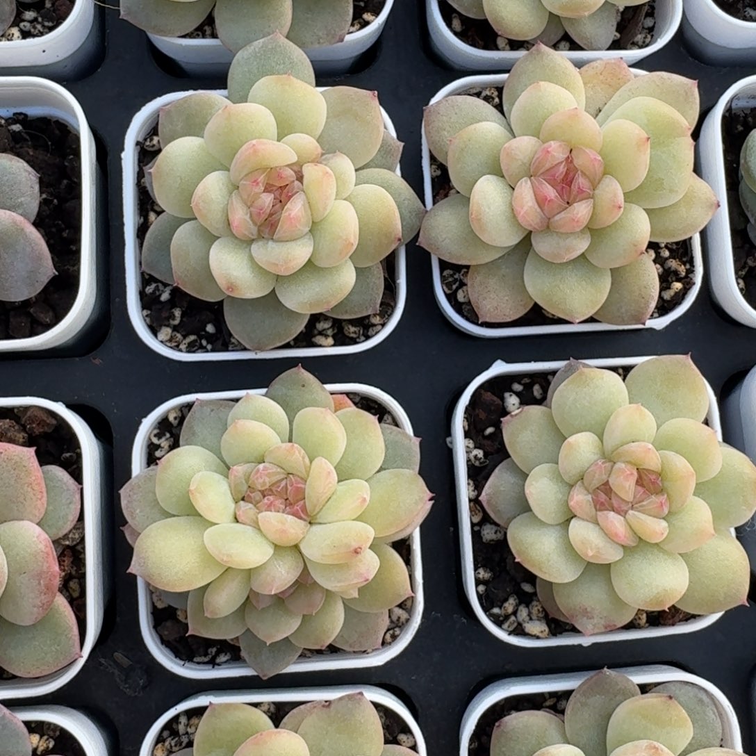 1123-14-晴芸四单头量拍