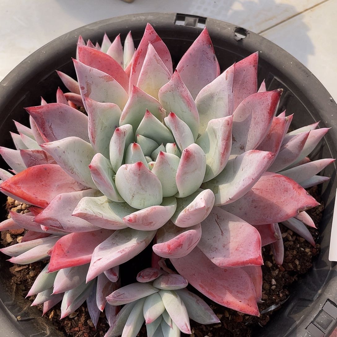 卡系捧花019 多肉多肉多肉