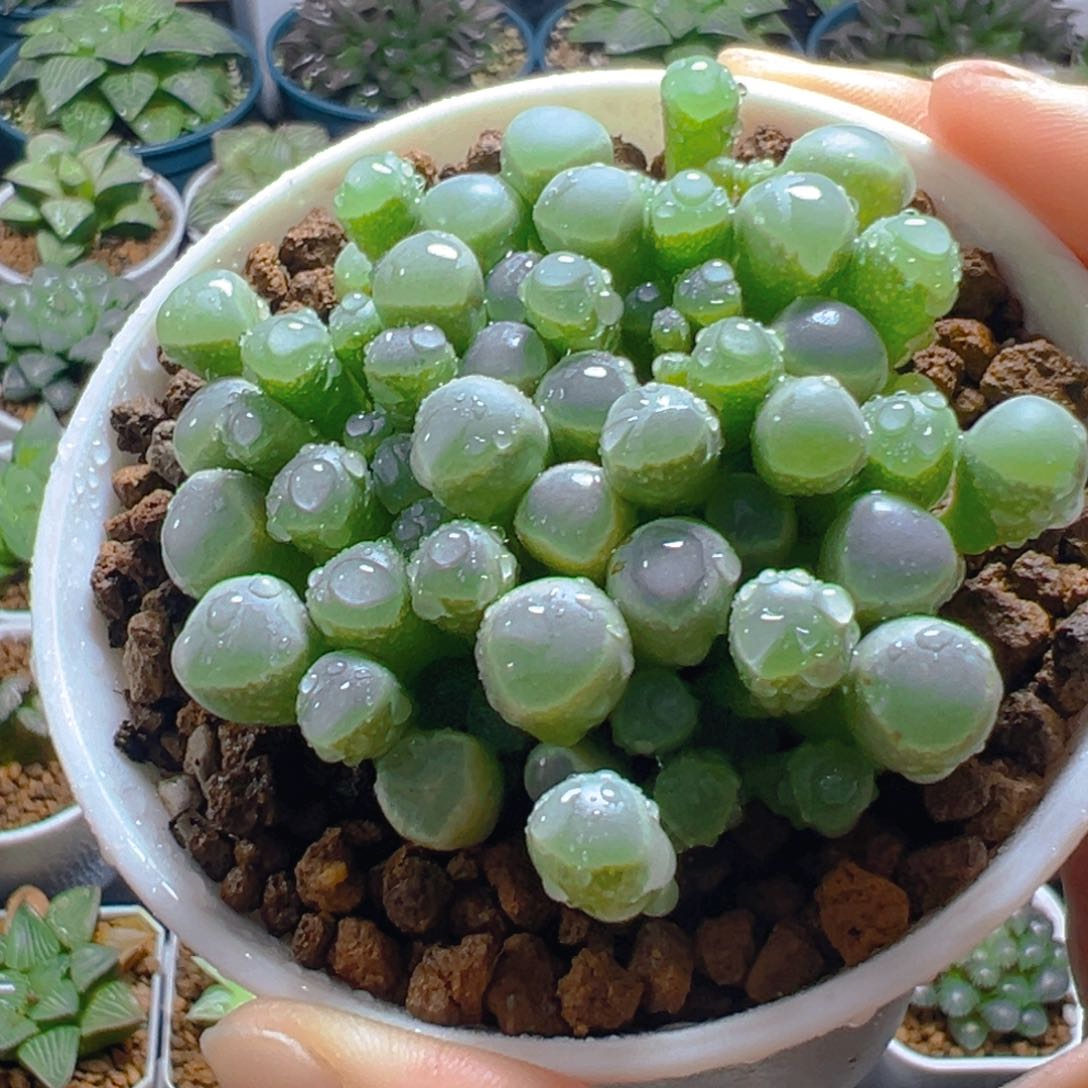 五十玲玉玉露多肉多肉