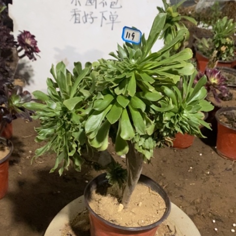 原始绿缀一物一拍